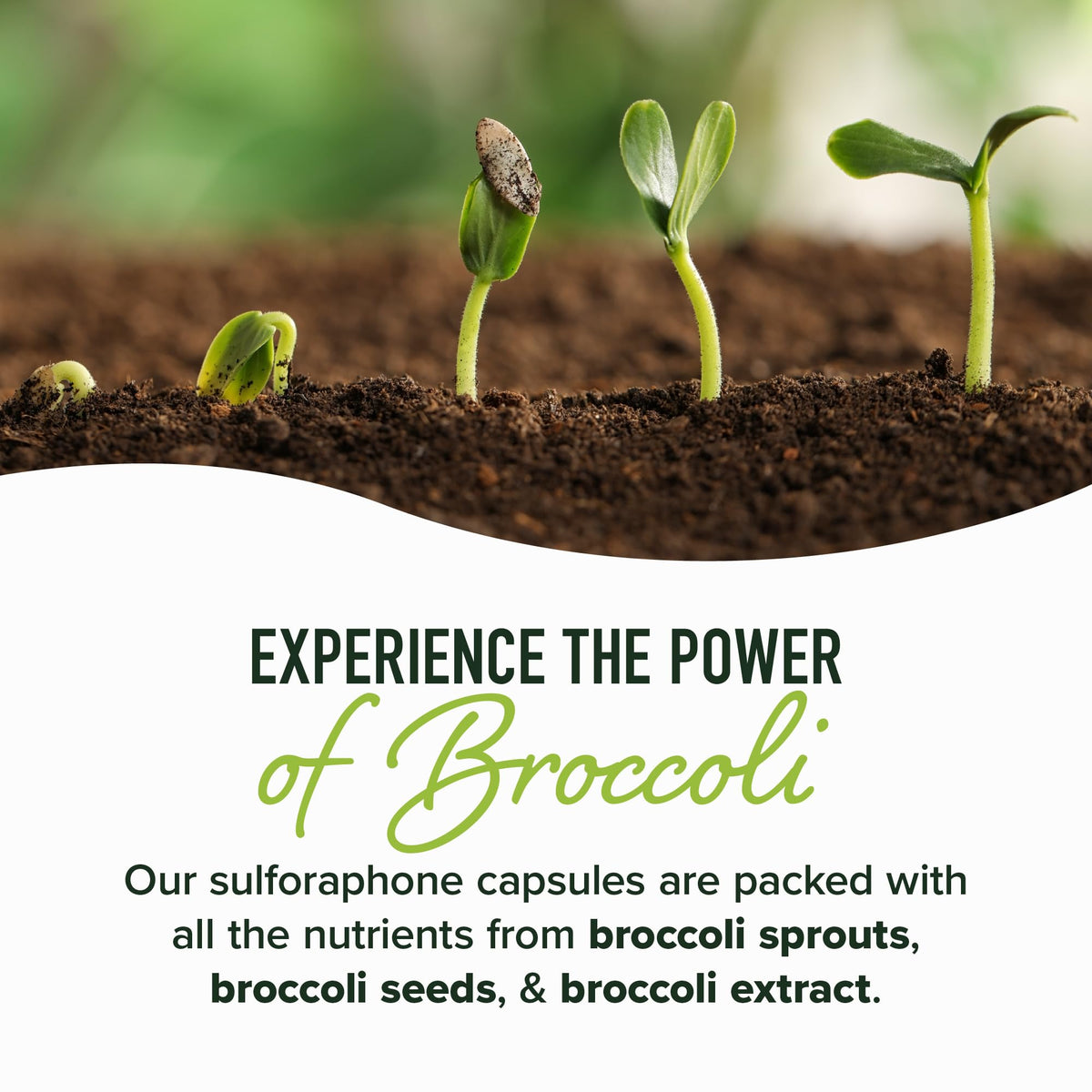 50MG Sulforaphane Supplement from Broccoli Sprouts | NRF2 Activation, Cellular Health & Immune Support | Glucoraphanin, Myrosinase & Antioxidants | Third-Party Tested - FENGGESTORE20