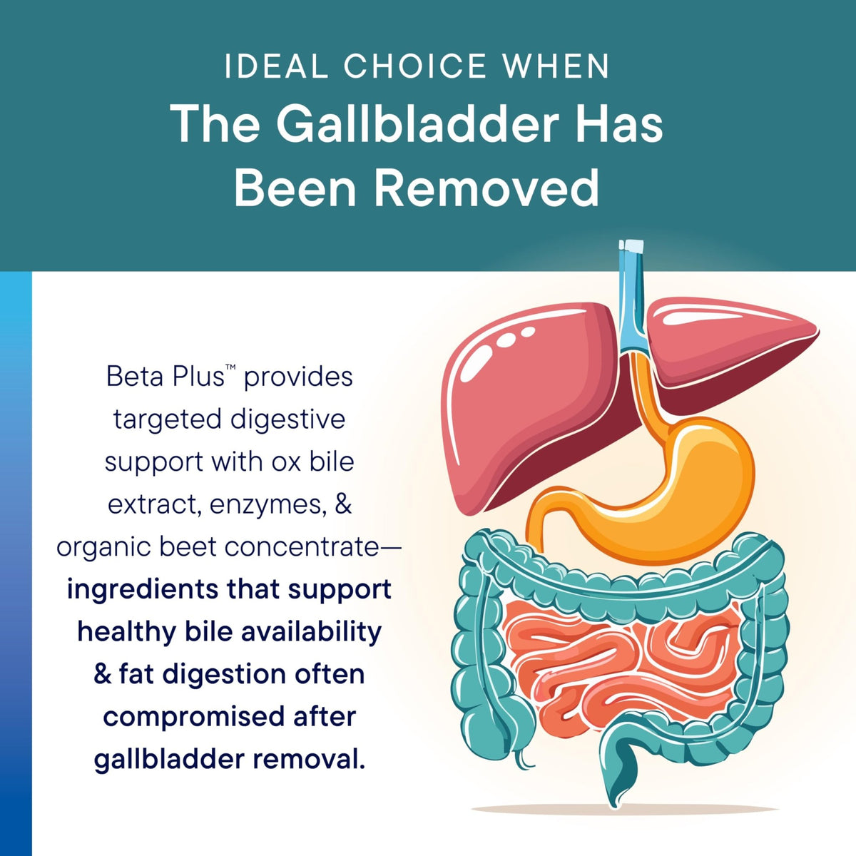 Biotics Research Beta-Plus™ Nutritional Ox Bile Salts Digestive Enzymes Supplement for Bile Production for No Gallbladder-Supports Overall Liver Function, - FENGGESTORE20