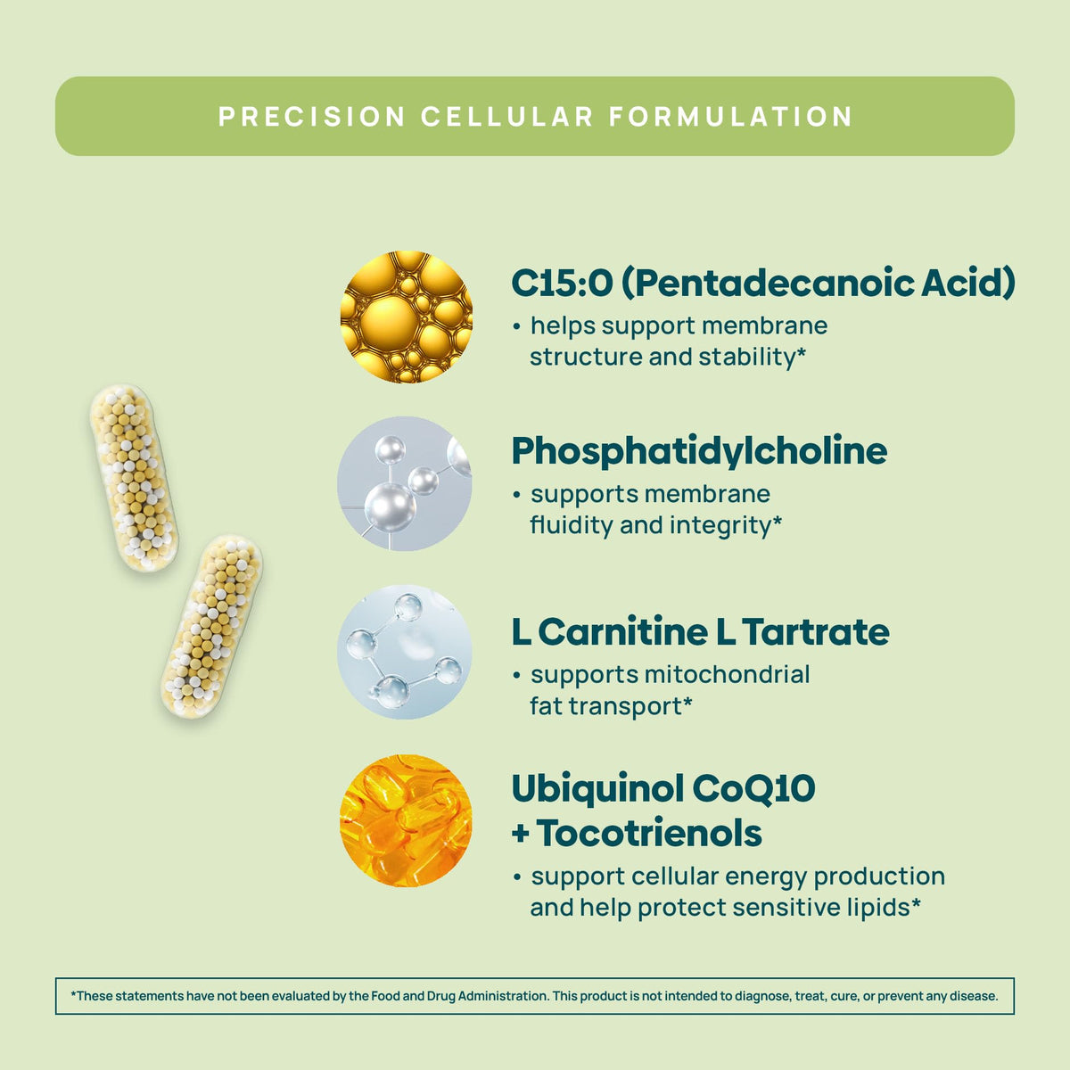 C15:0 Pentadecanoic Acid Supplement | Longevity, Cellular & Membrane Support, Micro-Granule Enhanced Absorption, Phosphatidylcholine, L-Carnitine, - FENGGESTORE20