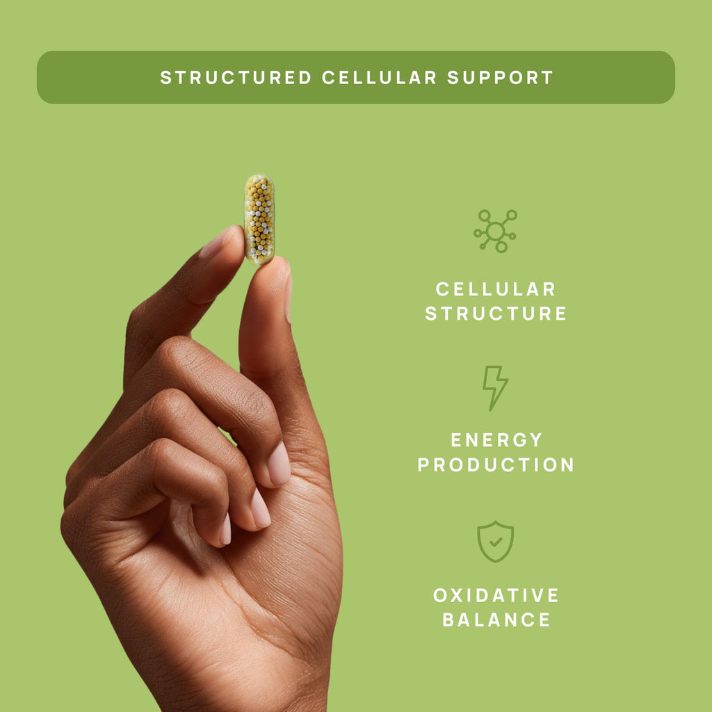 C15:0 Pentadecanoic Acid Supplement | Longevity, Cellular & Membrane Support, Micro-Granule Enhanced Absorption, Phosphatidylcholine, L-Carnitine, - FENGGESTORE20
