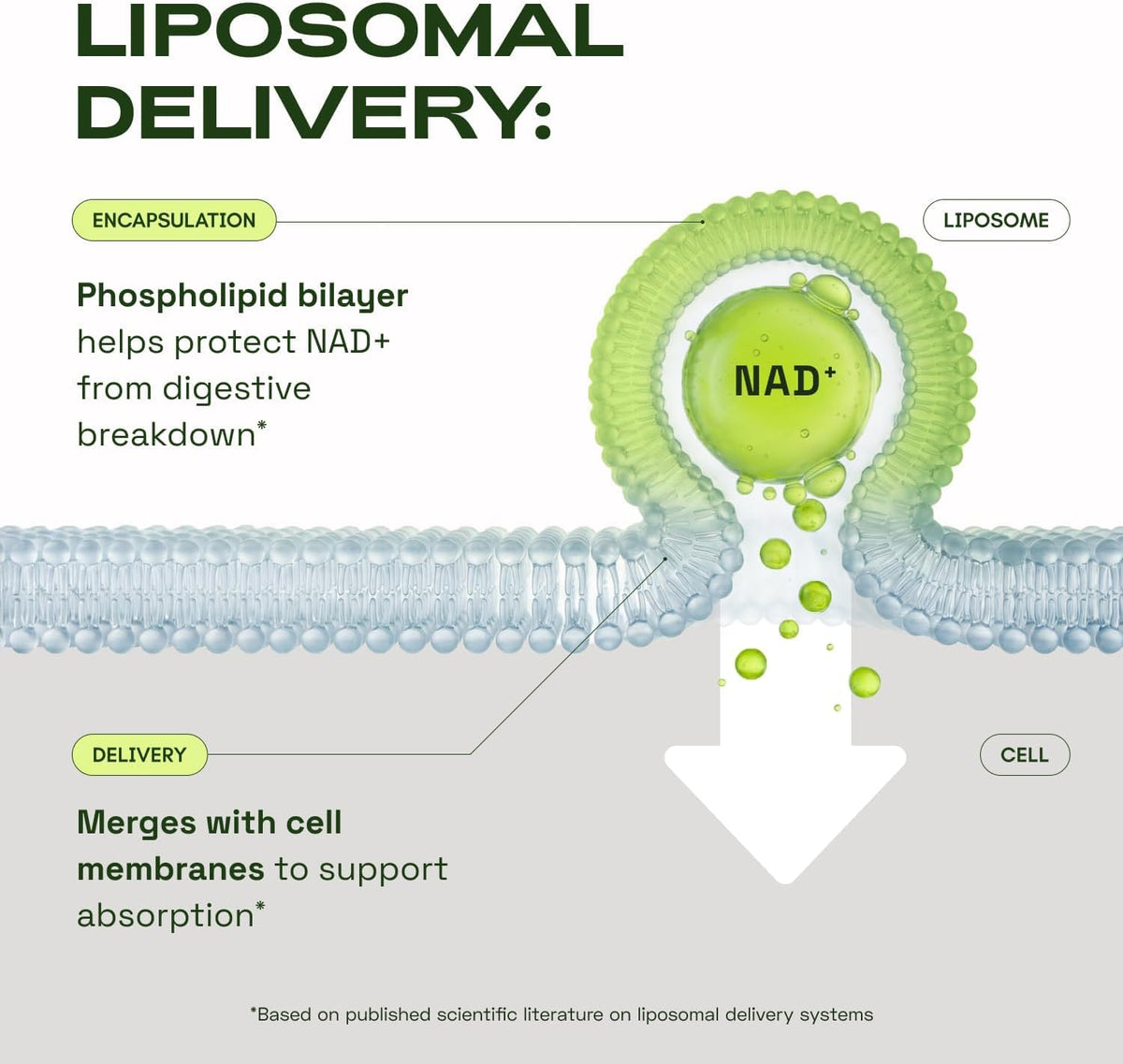 Cata-Kor NMN Supplement Alternative – Liposomal NAD+ Supplement - NAD CORE 30-Day Supply 60 Capsules - FENGGESTORE20