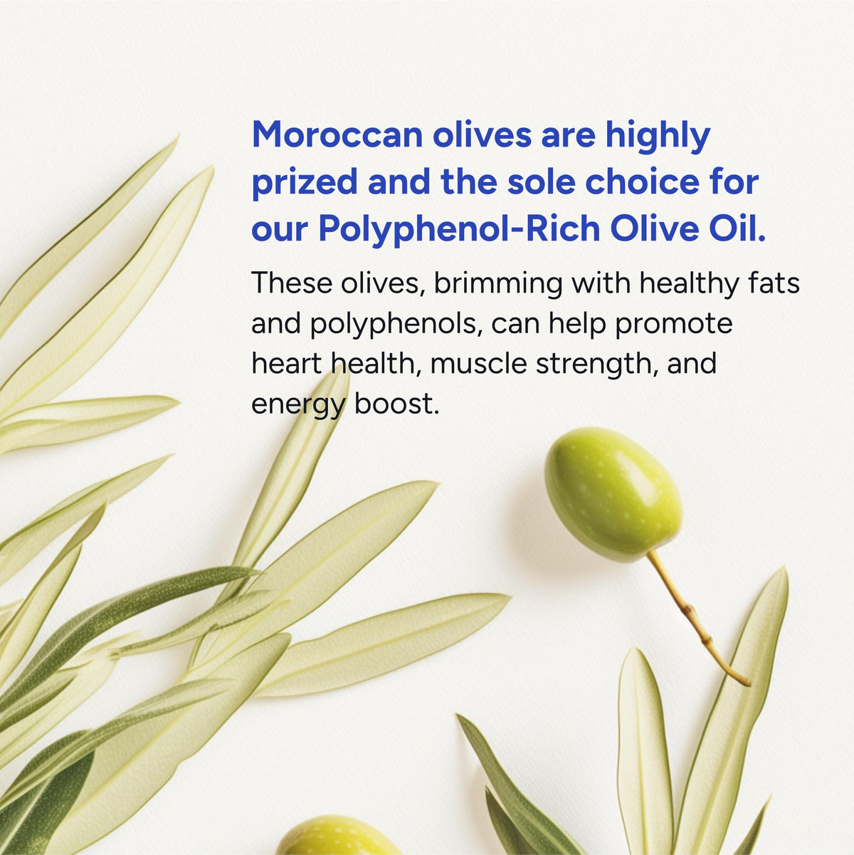 Gundry MD® Organic Extra Virgin First Cold Press Moroccan Polyphenol Rich Olive Oil (Olive Oil) (1) - FENGGESTORE20