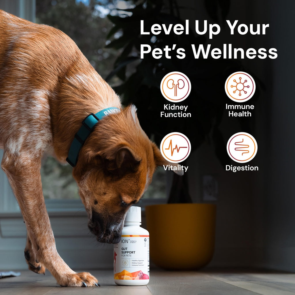 ION* Intelligence of Nature Gut Support For Pets - Liquid Probiotics Drops Alternative for Dogs & Cats, Digestive Health for Puppies, Skin & Hair Health - 16 fl oz (Pack of 1) - FENGGESTORE20