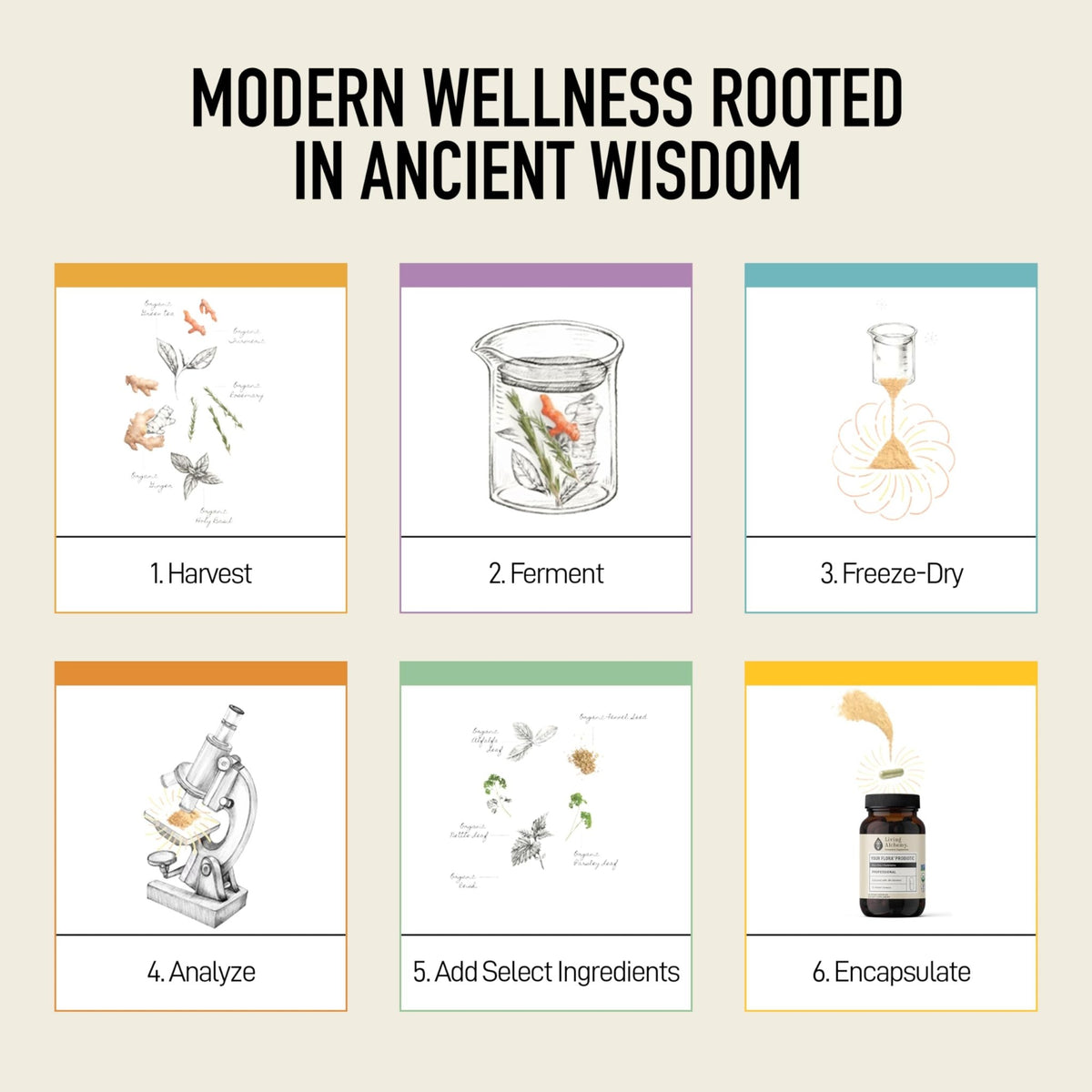 Living Alchemy Gut Health Supplements for Men & Women - Your Flora Probiotic Professional Digestion Supplement with Fermented Soybean, Prebiotics, - FENGGESTORE20