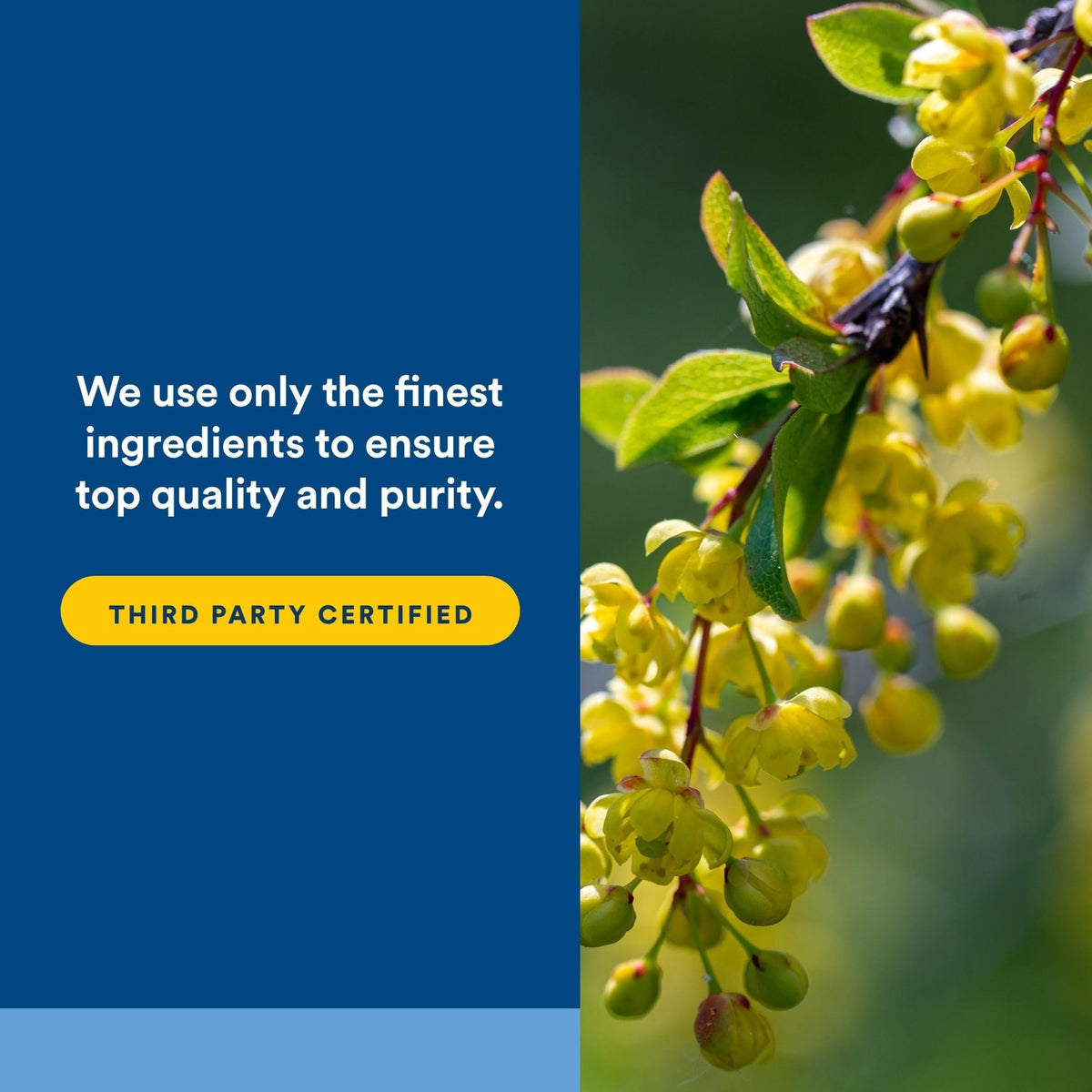 Natural Factors WellBetX Berberine - Daily Supplement Supports Metabolic Health - Formula Supports Healthy Heart - Gluten-Free & Vegan - FENGGESTORE20