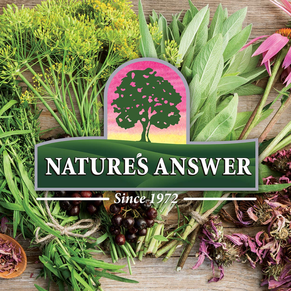 Nature's Answer Mullein Herb - Mullein Leaf Extract for Lungs - Alcohol Free, Non GMO, Made in USA - Supports Respiratory Function & Promotes Healthy Lungs - FENGGESTORE20