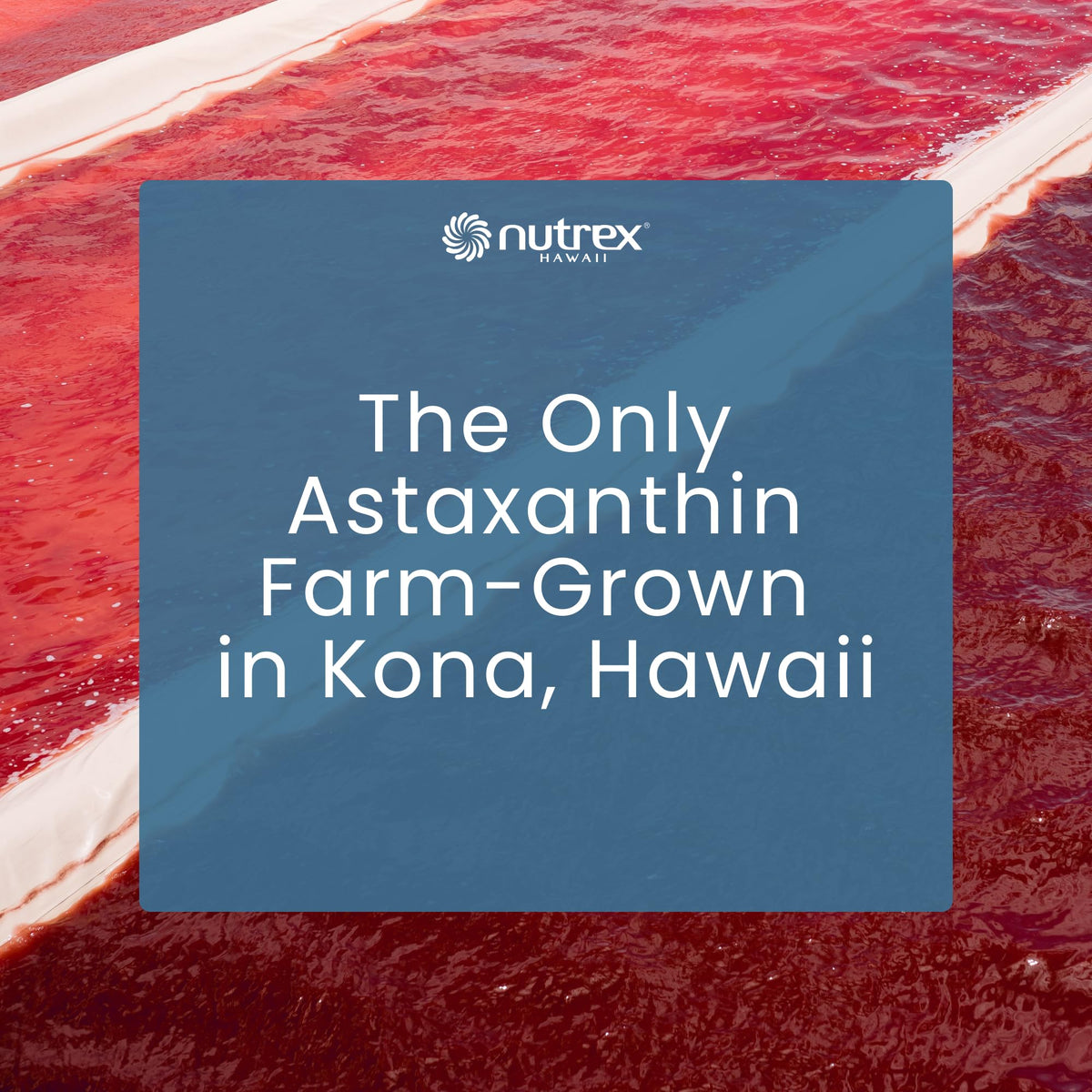 Nutrex Hawaii BioAstin Hawaiian Astaxanthin - 12mg, 90 Softgels - Farm-Direct Premium Antioxidant Supplement to Support Eye, Skin - FENGGESTORE20
