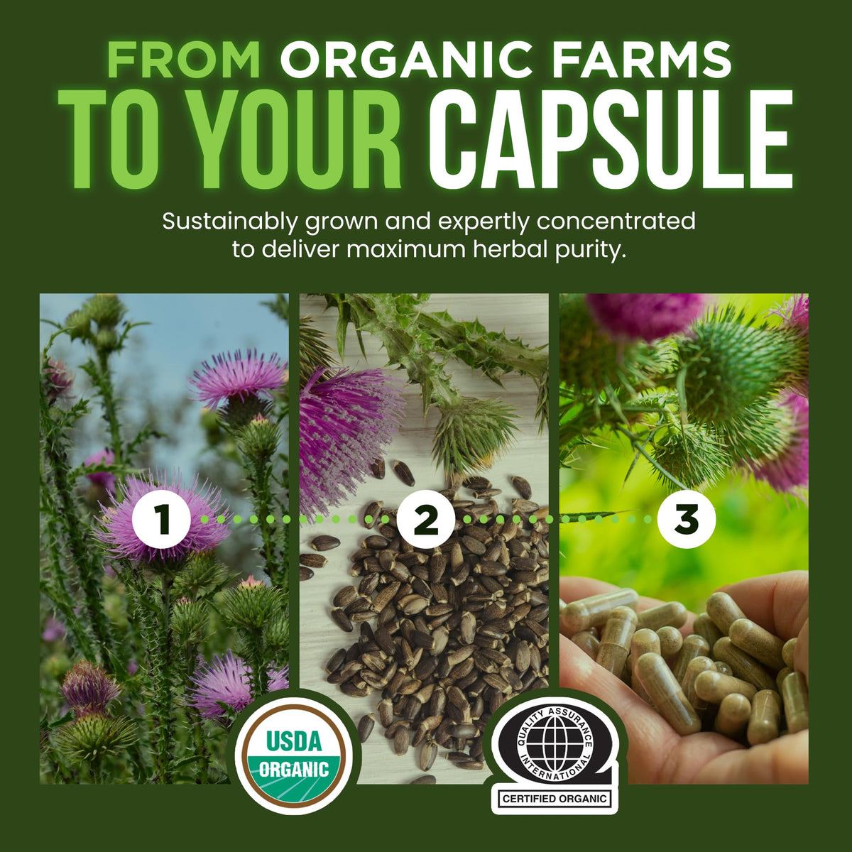 OmniBiotics Organic Milk Thistle Supplement 1500mg – 4X Concentrated Extract with Silymarin – High Potency Liver Detox & Support - FENGGESTORE20