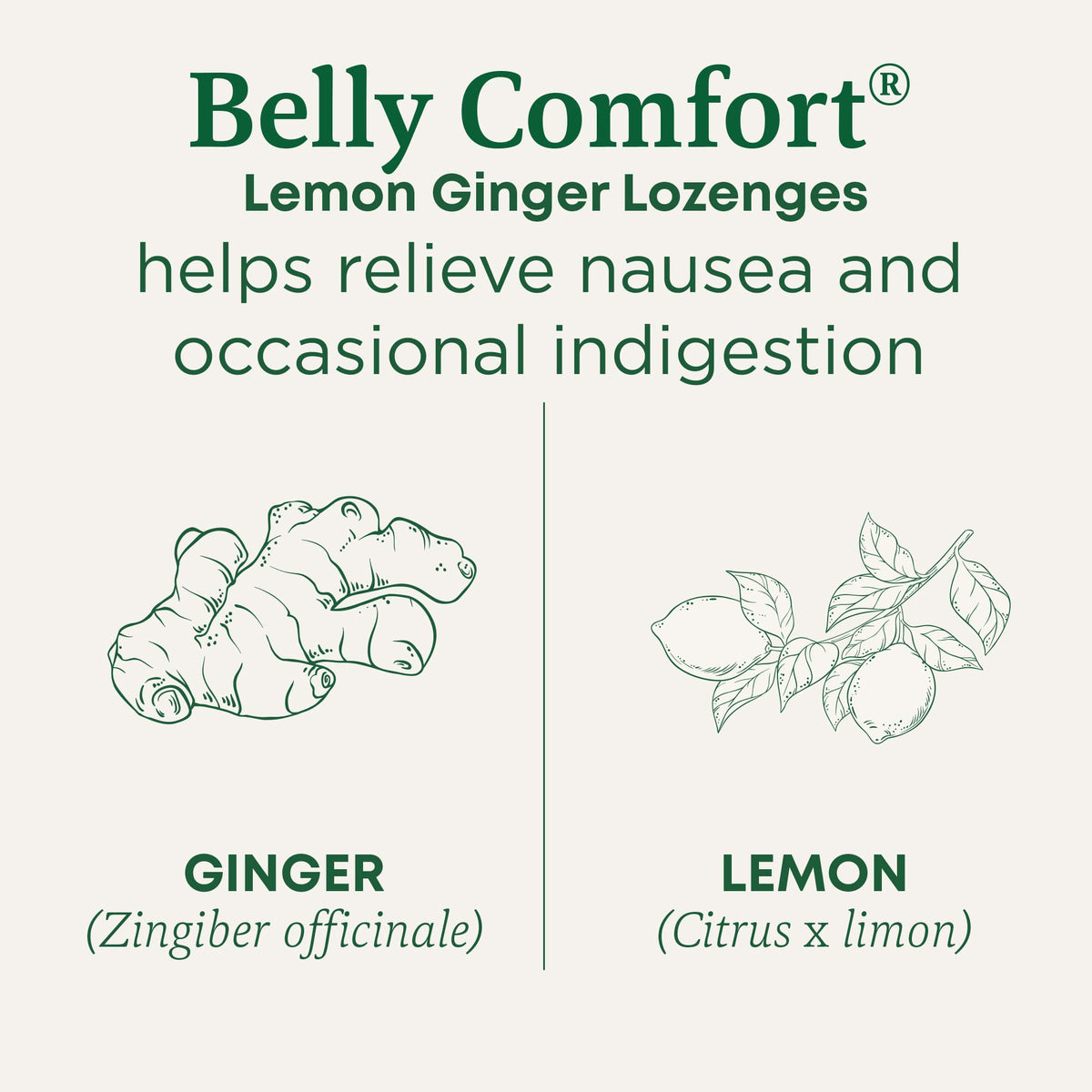Traditional Medicinals Organic, Belly Comfort Lozenges, Lemon Ginger - Supports Nausea Relief and Occasional Indigestion - Non-GMO, Stimulant-Free - FENGGESTORE20