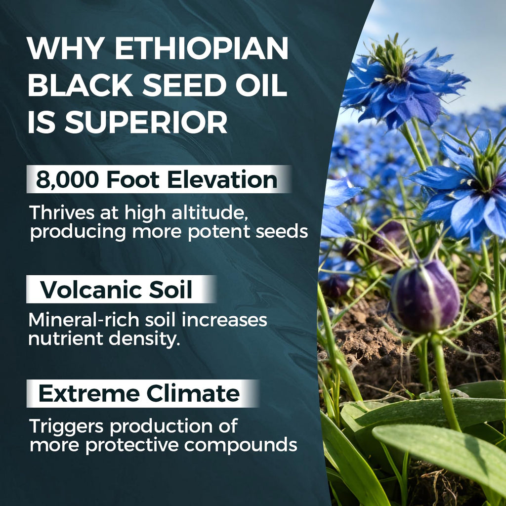 TUVAAZ PURELYNUTRIENT Ethiopian Black Seed Oil Capsules with 4.64% Thymoquinone, Immune Support & Digestion & Energy Booster - FENGGESTORE20