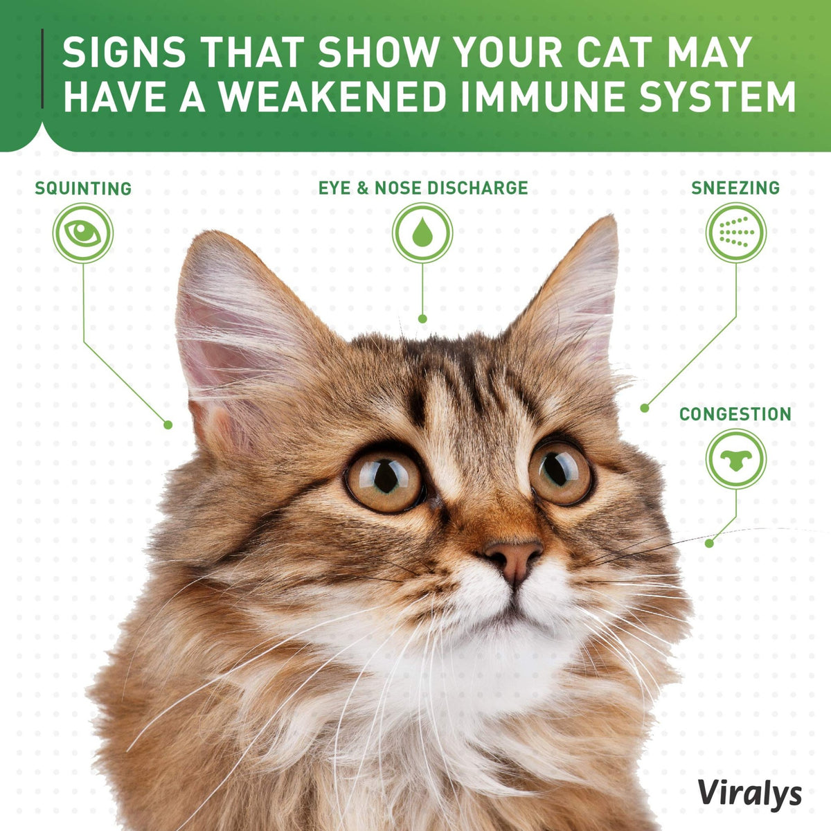 Vetoquinol Viralys Daily L-Lysine Powder for Cats and Kittens, Fish Flavored Lysine Supplement for Cats and Kittens to Support Immune Health - FENGGESTORE20